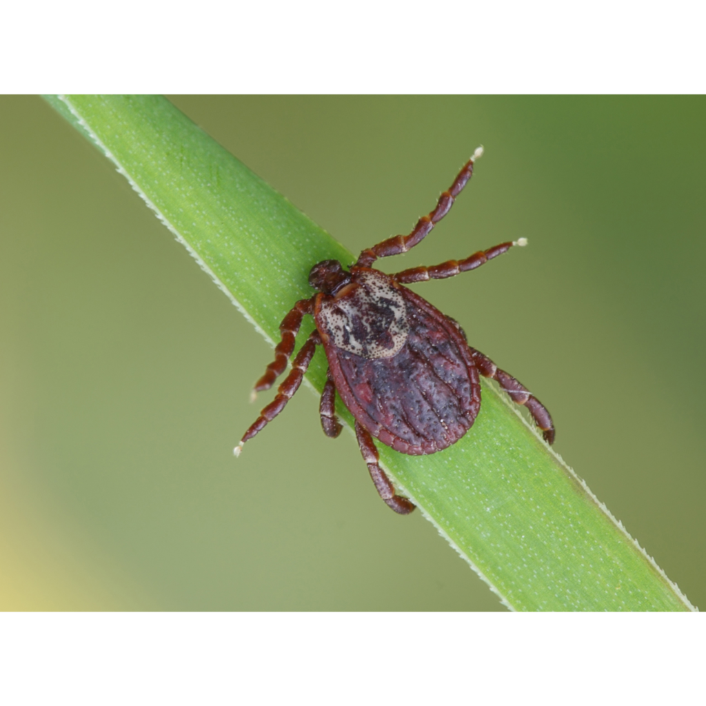 Febre Maculosa