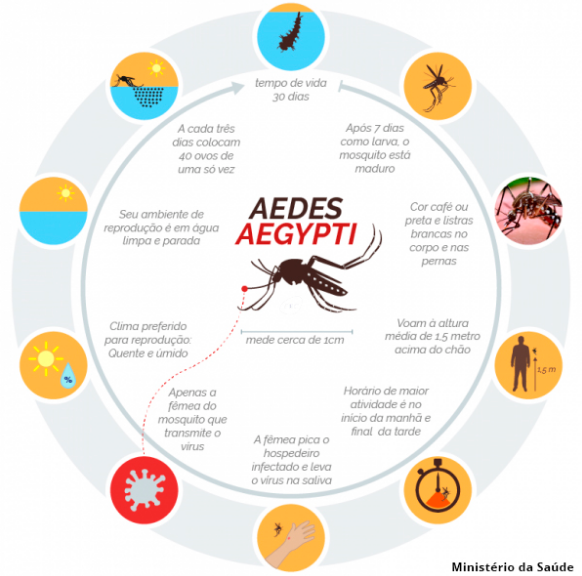 Infográfico sobre o Aedes aegypti com ciclo de vida, hábitos, reprodução e transmissão de doenças. Destaca dengue, zika e chikungunya, além de medidas de prevenção contra o mosquito vetor.