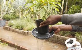 Imagem mostra esvaziamento de prato de planta para eliminar água parada, prevenindo focos do Aedes aegypti. Medida essencial no combate à dengue, zika e chikungunya em residências.