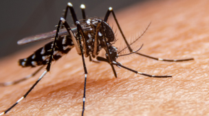 Imagem em close do mosquito Aedes aegypti sobre a pele, transmissor da dengue, zika e chikungunya. Alerta para prevenção, eliminação de criadouros e controle do mosquito vetor de doenças.