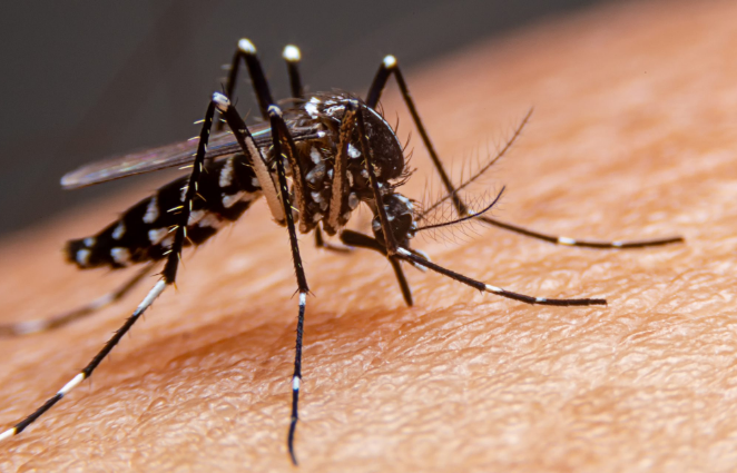 Imagem em close do mosquito Aedes aegypti sobre a pele, transmissor da dengue, zika e chikungunya. Alerta para prevenção, eliminação de criadouros e controle do mosquito vetor de doenças.